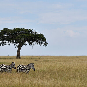 _R050857_20180801_101319_5874Masai Mara 2018_5977Masai Mara 2018.jpg