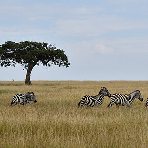 _R050864_20180801_101322_5875Masai Mara 2018_5978Masai Mara 2018.jpg