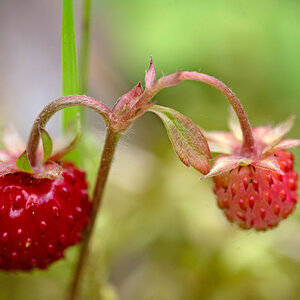 Walderdbeeren.jpg