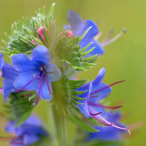 Natternkopf 1.jpg