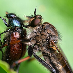 Raubfliege und Junikäfer 2.jpg