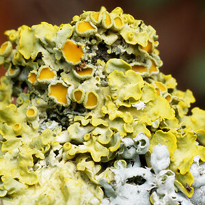 Gewöhnliche Gelbflechte Xanthoria parietina
