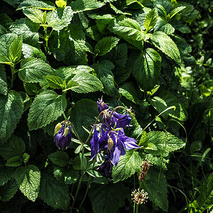 P6050058-Edit.jpg