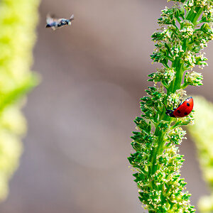 D50_4364-NEF-006.JPG