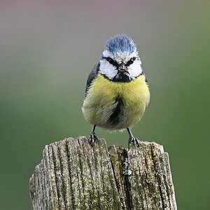 Angry Bird.jpg