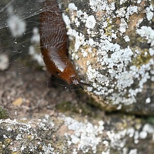 Caught in the web.jpg