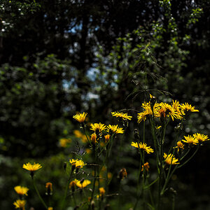 P6130036-Edit.jpg