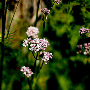 P6130048-Edit.jpg