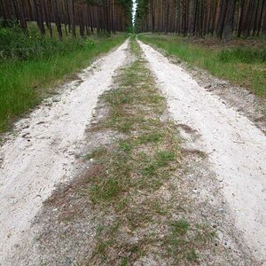 Waldweg 1.jpg