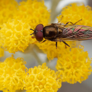 N6203064nikon.jpg
