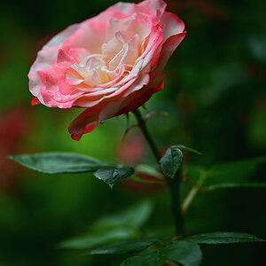 DSC_2860.jpg