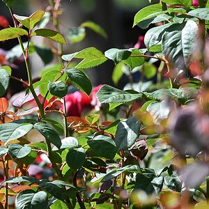 Rosengarten6.jpg