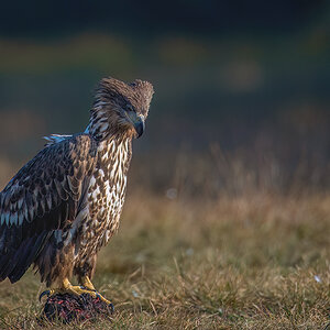 _85R7708_20181010_110856-1200.jpg