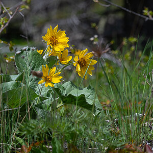 DSC_3596.jpg