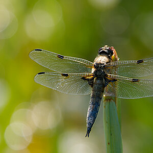N6273416nikon.jpg