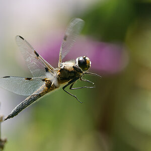 N6273354nikon.jpg