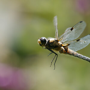 N6273319nikon.jpg