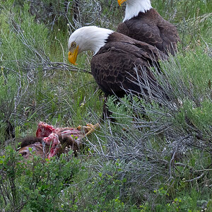 DSC_4013.jpg