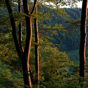 Wald.jpg