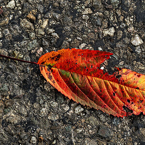 Kirschbaum-Blatt.jpg