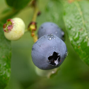 Blaubeere.jpg