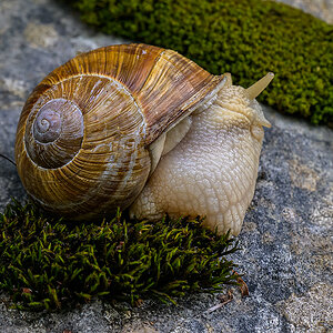Schnecke.jpg