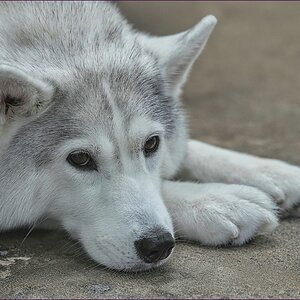 comp_2Husky1-lumi.jpg