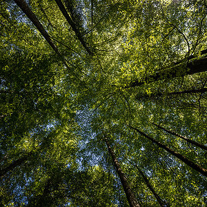 Wald_Z9B_5332_12.jpg