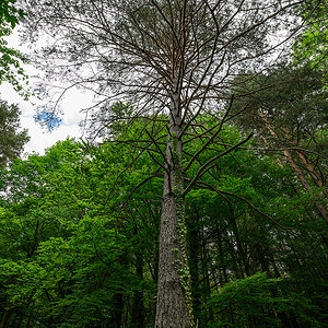 Wald.jpg