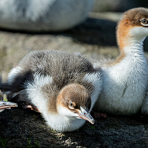 DSC_0764a.jpg