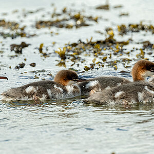 DSC_0779a.jpg