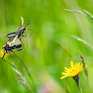Schwalbenschwanz im Flug.jpg