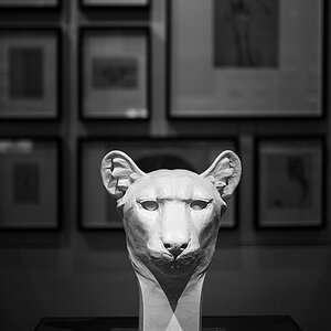 Katze
