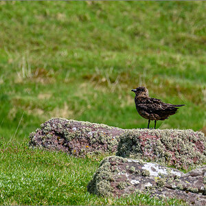 DSC_6666.jpg