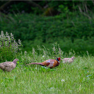 DSC_0461.jpg