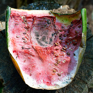 Wassermelone 4.jpg