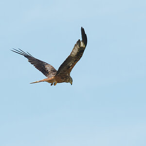 N7094544nikon.jpg