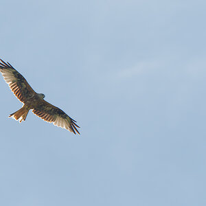 N7094522nikon.jpg