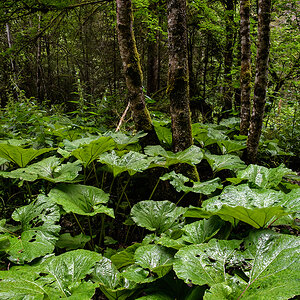 Jura.jpg