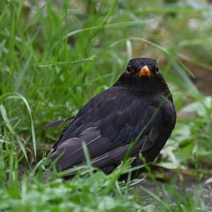 amsel.jpg