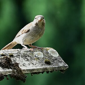 spatz_2.jpg