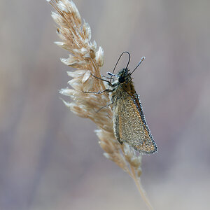N7145453nikon.jpg