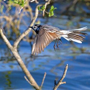 NZ9_3385_Bachstelze Vorbeiflug_IA_5_2024.jpg