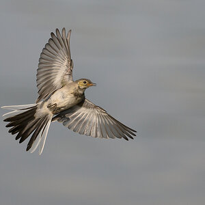 NZ9_0845_Bachi Jungvogel_IA_800mm_6_2024.jpg