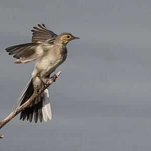 NZ9_0793_junge Bachstelze vor dem Abflug_IA_800mm_6_2024.jpg