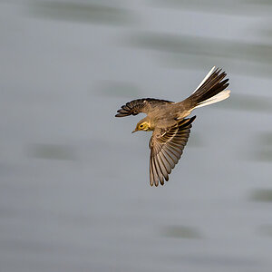 NZ9_0575_Bachstelze Jungvogel_IA_6-2024.jpg