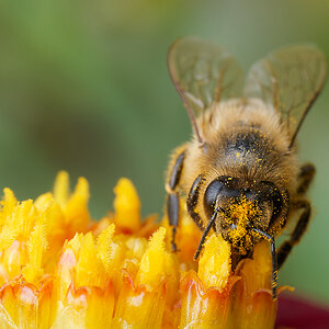 N7175586nikon.jpg
