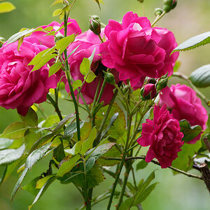 Rose Laguna.jpg