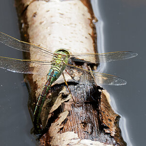 N7185808nikon.jpg