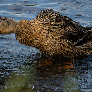 Ente